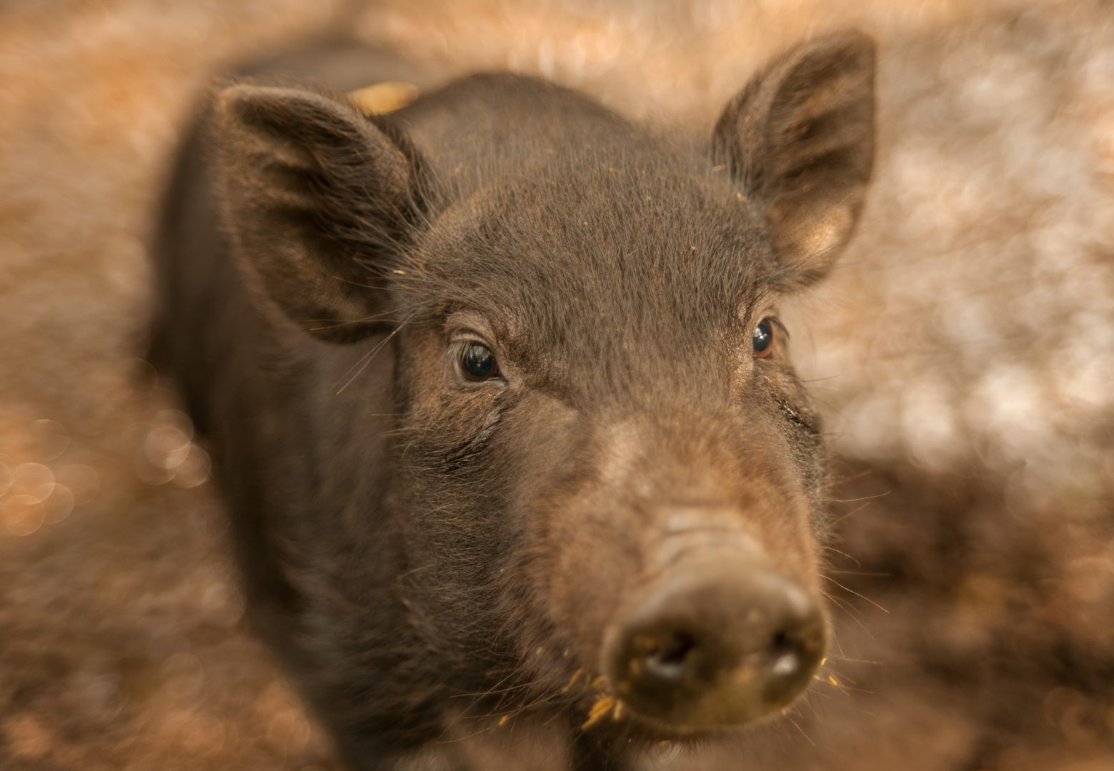 brown piglet