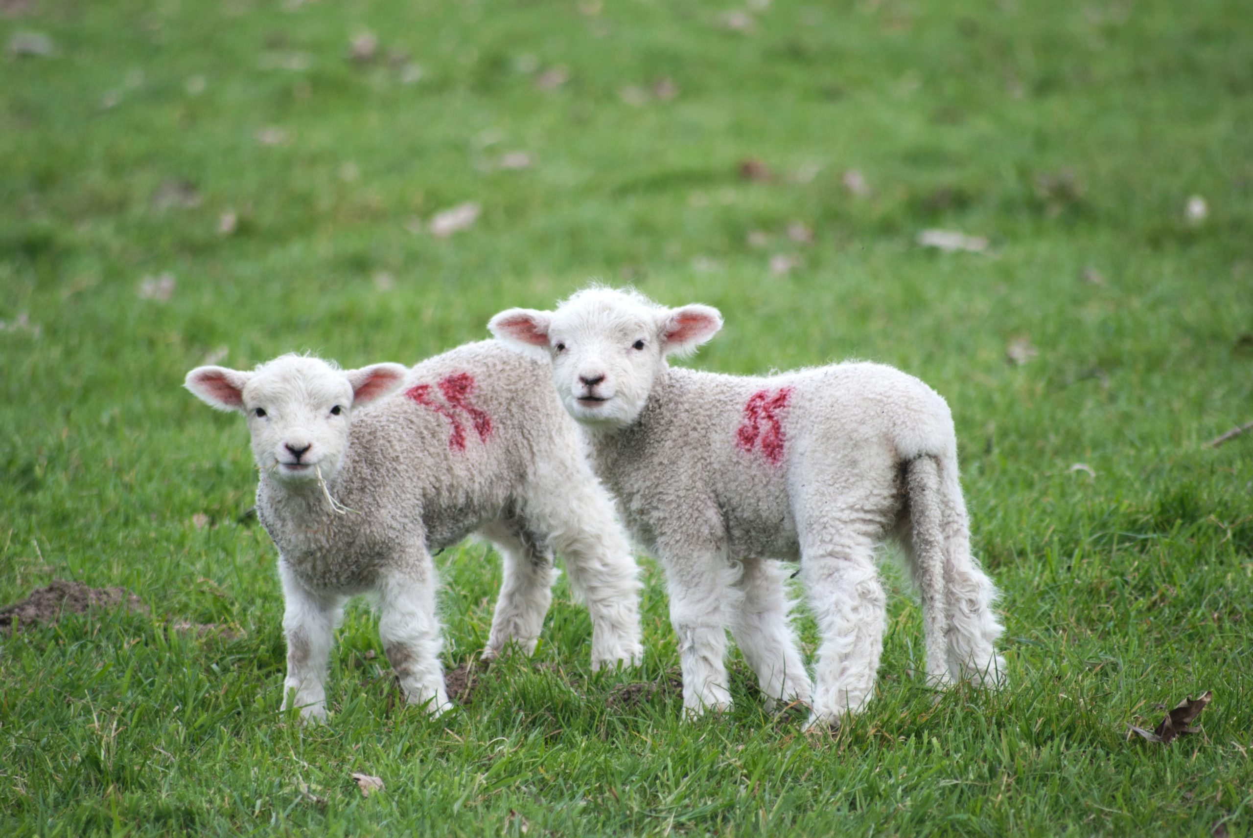 Lambs in a field