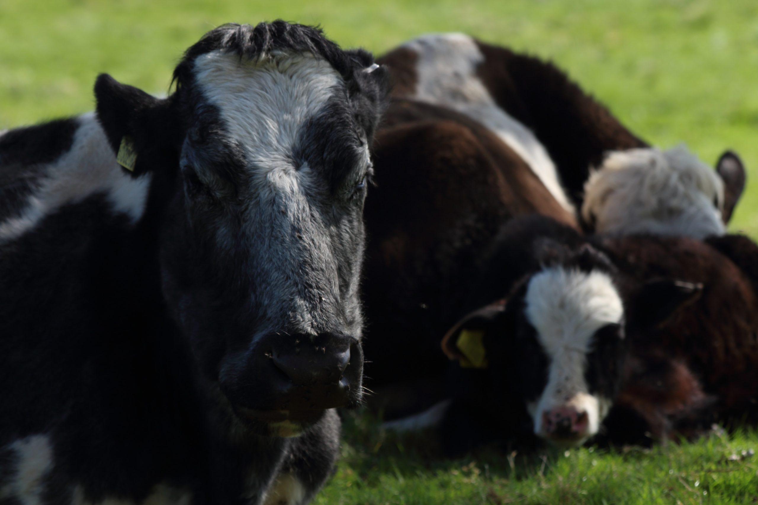 cows in field