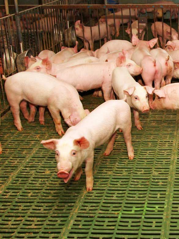 Domestic pigs breeding on a rural pig farm