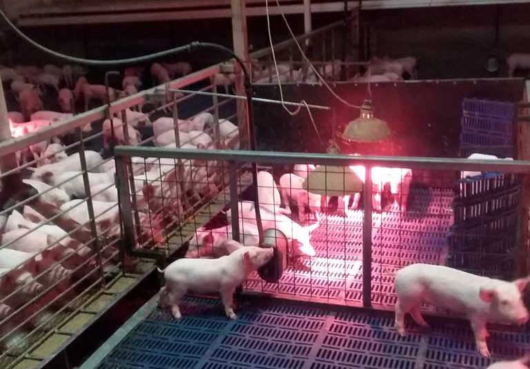 pigs in treatment