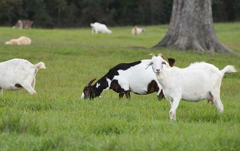 goats in a field goats in a field
