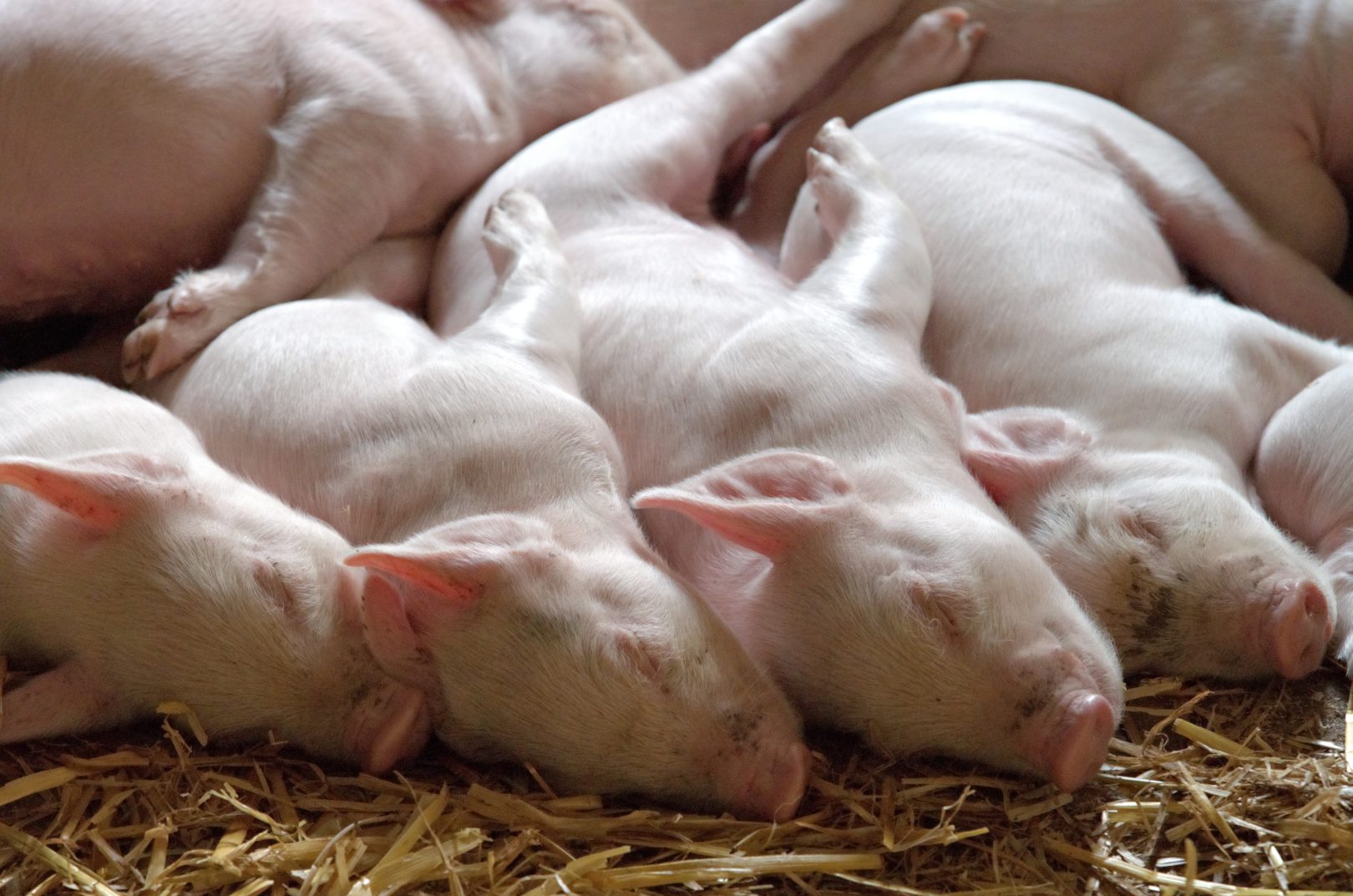 piglets litter