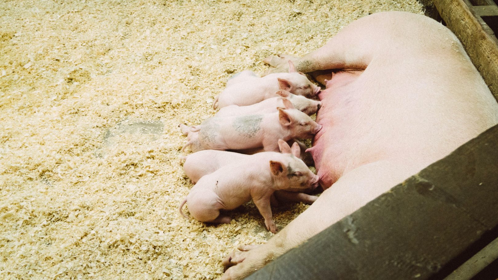 pig with piglets