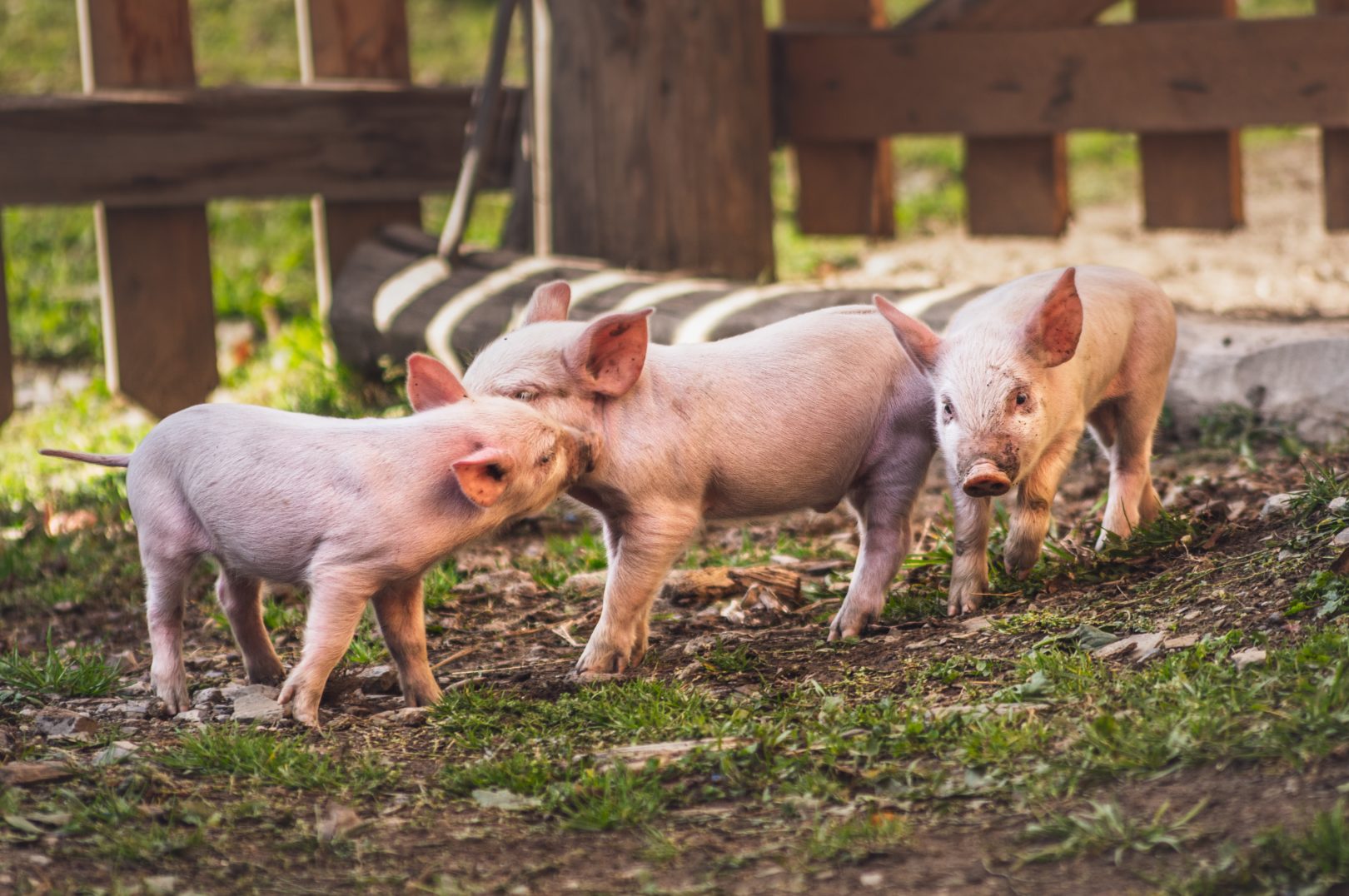 piglets on farm