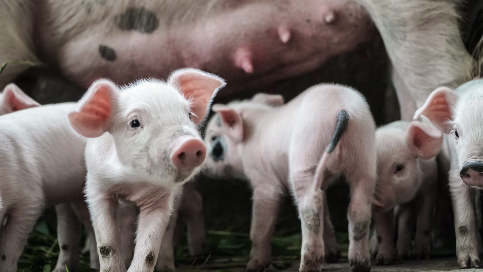 weanlings